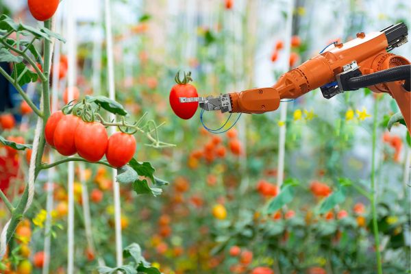 harvesting-robot-harvesting-tomatoes